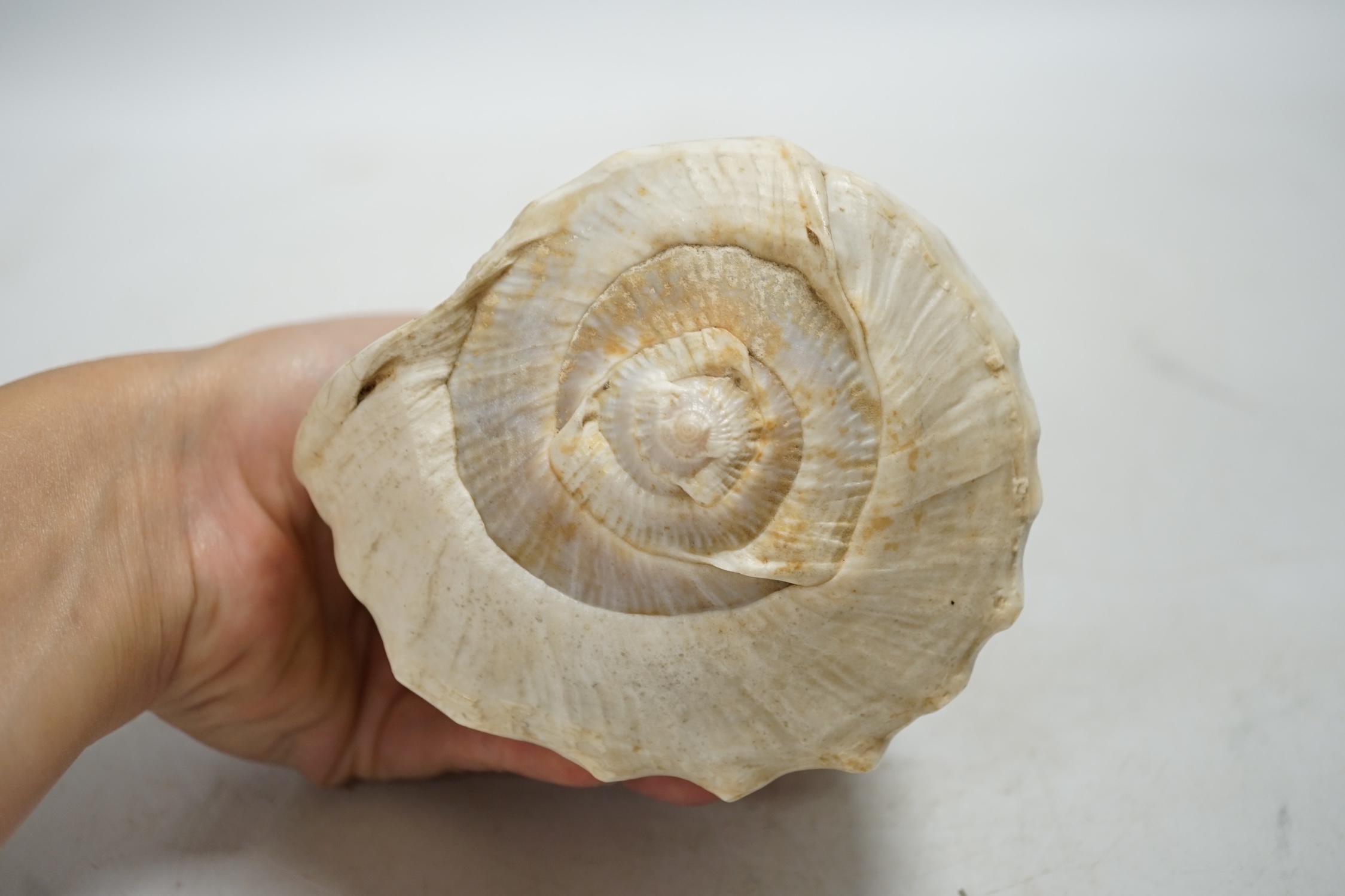 A late 19th century Neapolitan conch shell cameo, carved with classical figures about a chariot, 13cm. Condition - fair